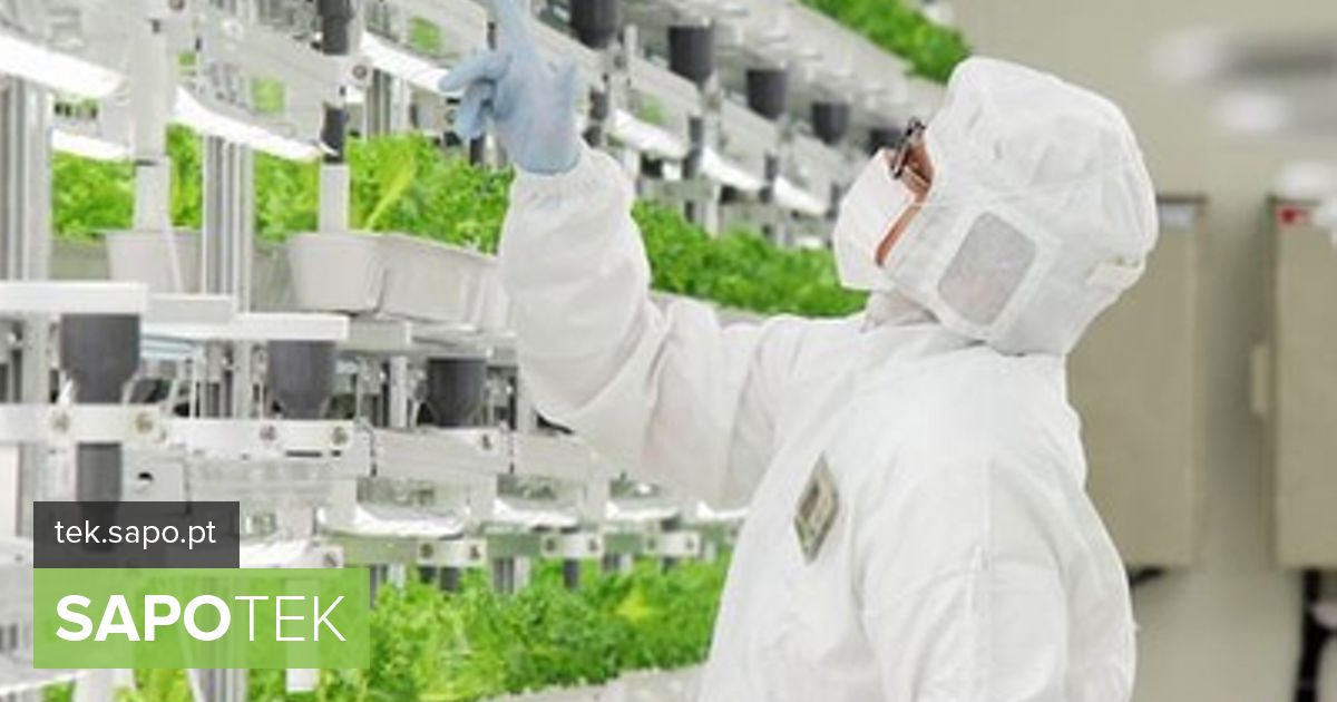 Fujitsu kasvatab laastuvabrikus salatit