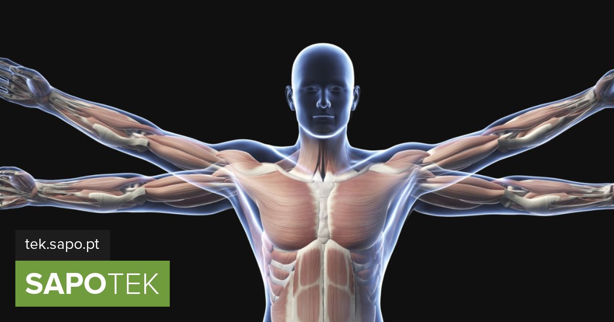 Kas soovite rohkem teada saada inimese anatoomiast?  Platvormil on tuhandeid interaktiivseid 3D-mudeleid