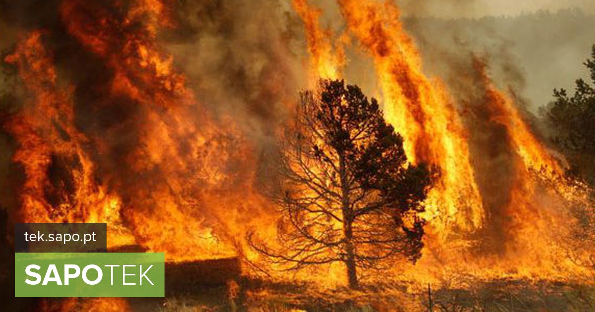 Tulekahjud: Aasta sõna on Portugali “musta suve” peegeldus