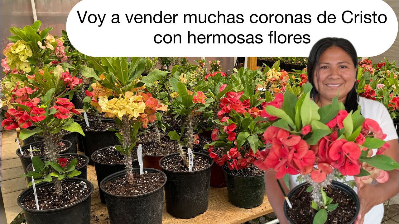 planta corona de cristo